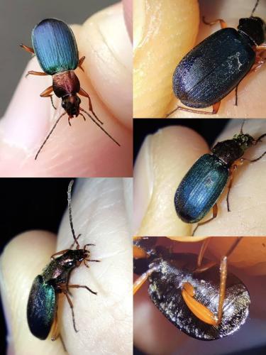 Chlaenius chrysocephalus